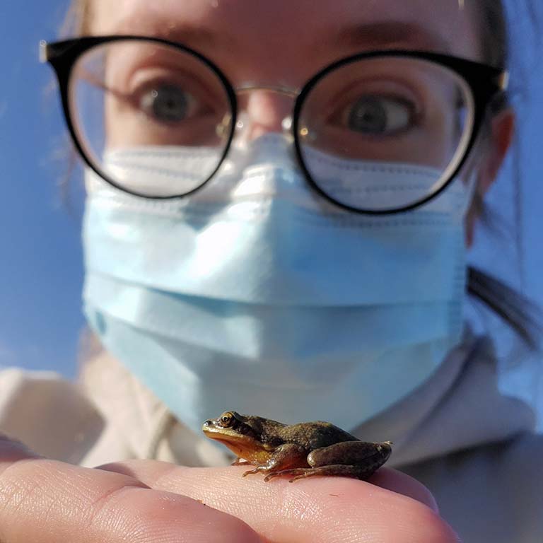 Abigail McClain, wearing a face mask, looks at the tiny chorus frog she holds in her hand.