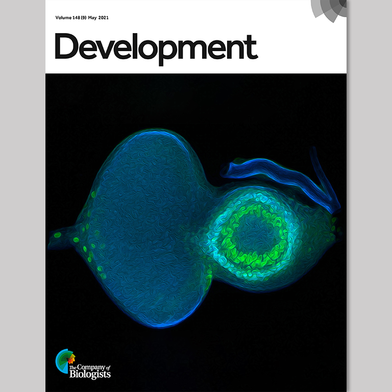 Cover of the journal Development with an image associated with an article by members of Justin Kumar's lab.
