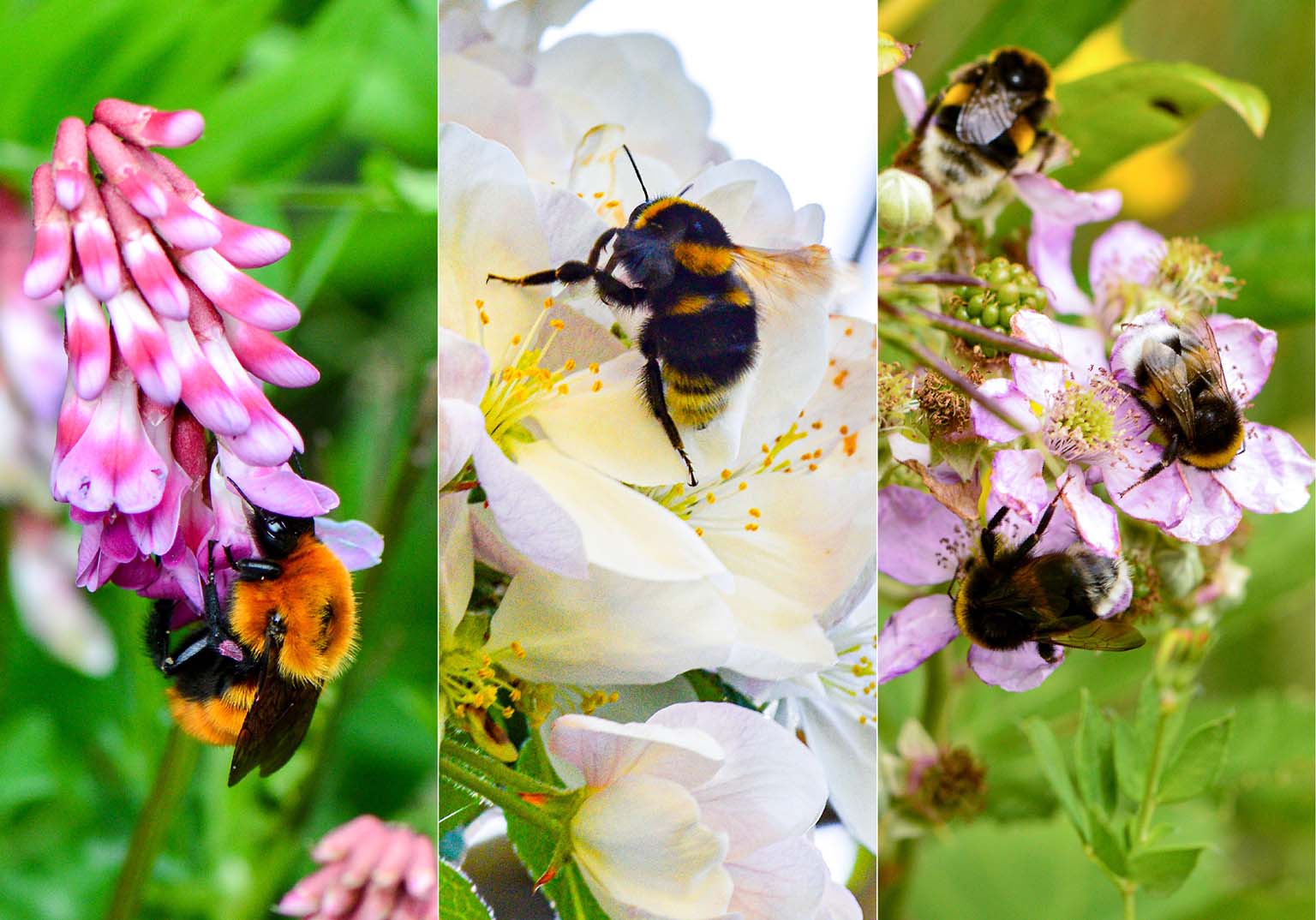 Three pictures of wild bees on flowers: the endangered giant Patagonian bumblebee (Bombus dahlbomii) on left, the large garden bumblebee (Bombus ruderatus) center, and the buff-tailed bumblebee (Bombus terrestris) on right.