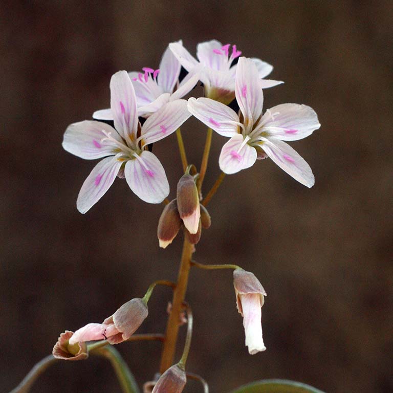 White and pink blooms of Claytonia virginica.
