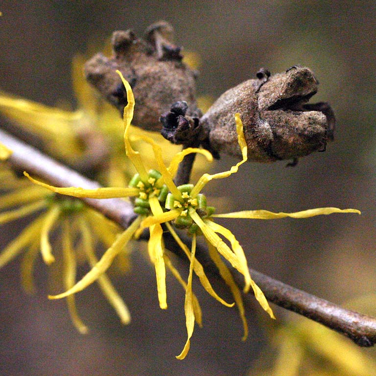 Yellow flowers and brown seed capsule of Hamamelis virginiana.