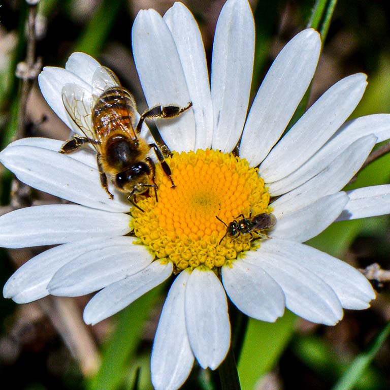 An introduced honeybee and a native sweat bee (Ruizanthedella mutabilis) share a flower in a Patagonian forest.