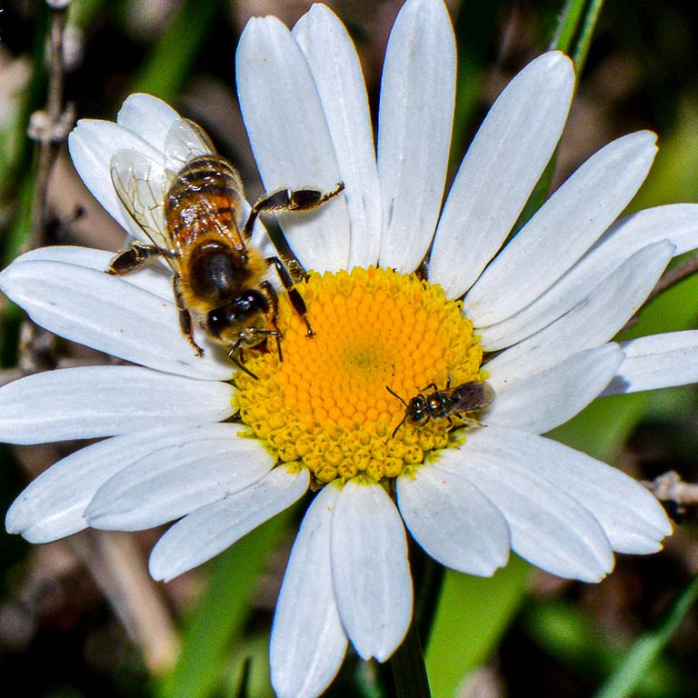 Auto Uforglemmelig slot Historic data hint at a worldwide decline of wild bee biodiversity: 2021  News: News: News & Events: Department of Biology: Indiana University  Bloomington