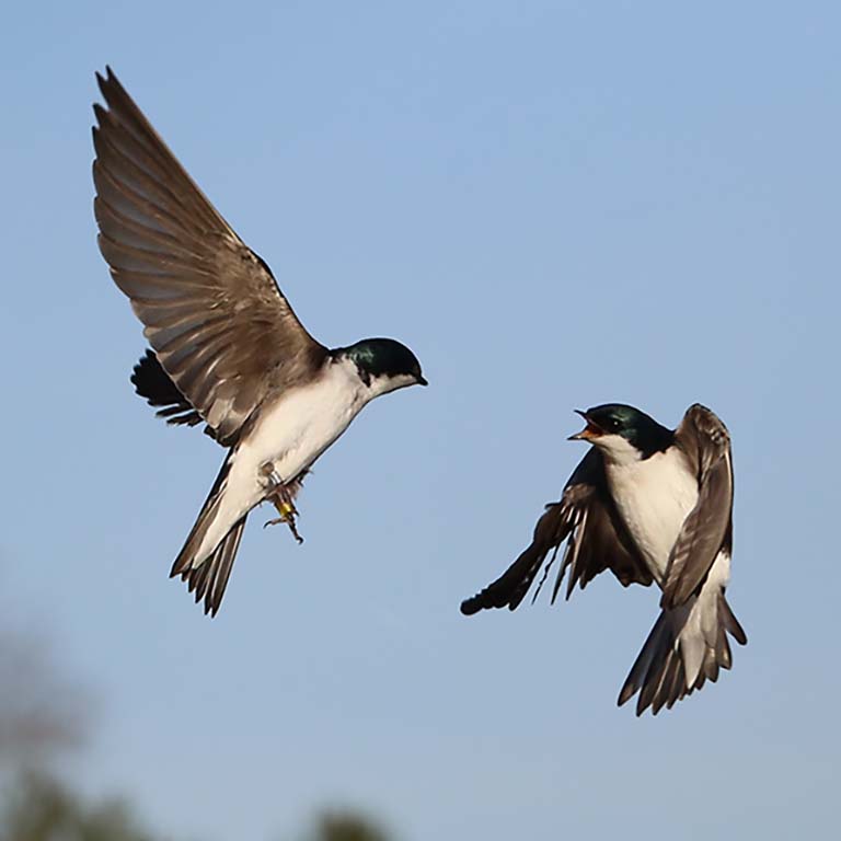 Aggressive interaction in the air between two Tree Swallows. Photo by Elizabeth George.