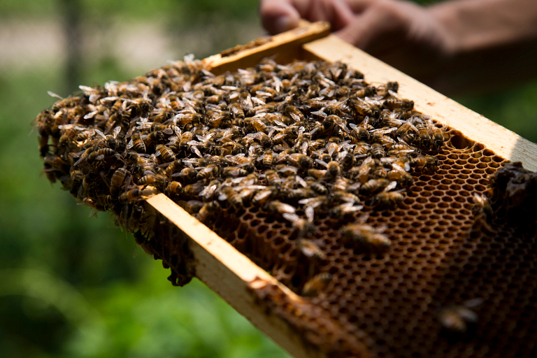 Many honey bees are clustered together on the honey comb within a frame retrieved from a bee hive box.