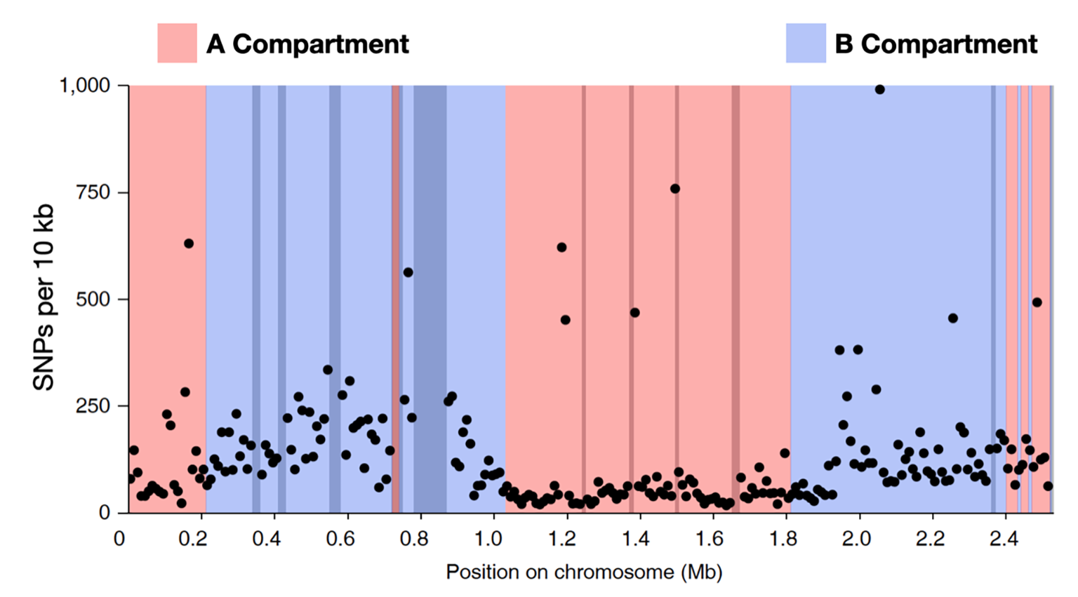 A linear representation of the Sulfolobus islandicus REY15A chromosome with the positions of A and B compartment domains indicated in red and blue respectively. Mutation rates as revealed by single nucleotide polymorphisms (SNPs) are represented on the y-axis.