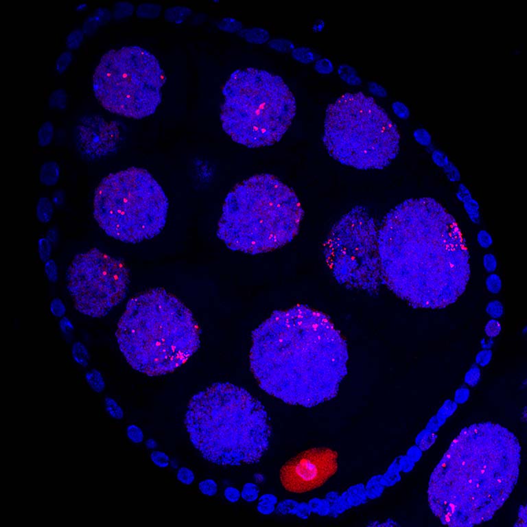 A developing egg chamber from the Drosophila ovary. The red dots are p53B protein bodies (red) within nuclei (DNA blue). The large blue nuclei are in the nurse cells that support maturation of the oocyte, which is the smaller object below with abundant red p53B.