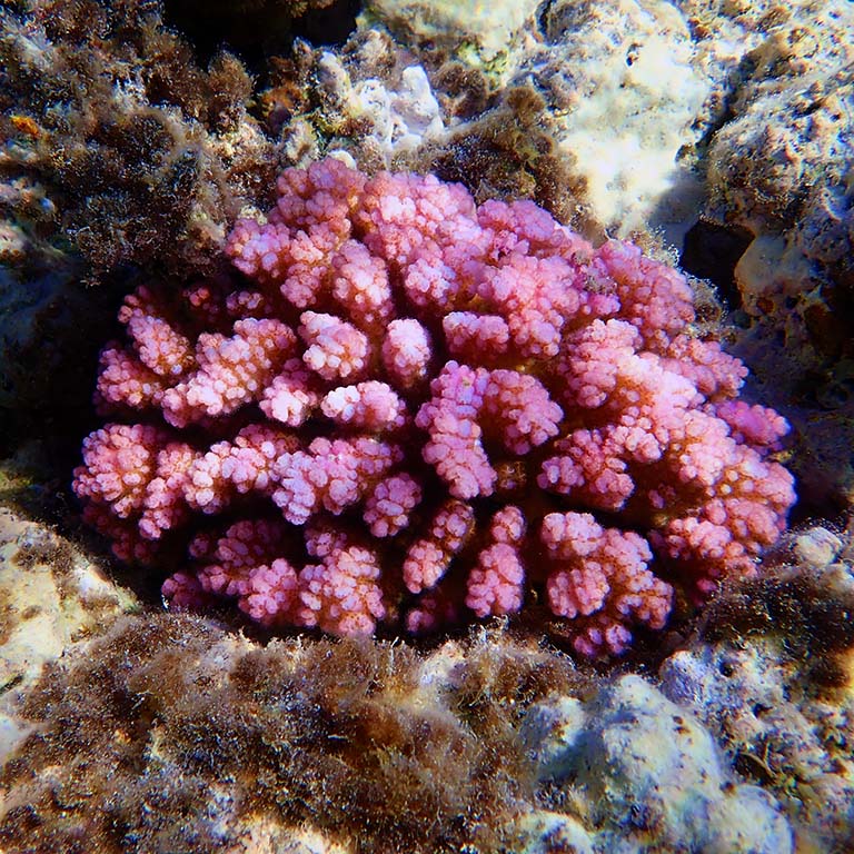 Pocillopora damicornis: pink SPS coral on floor of Red Sea.