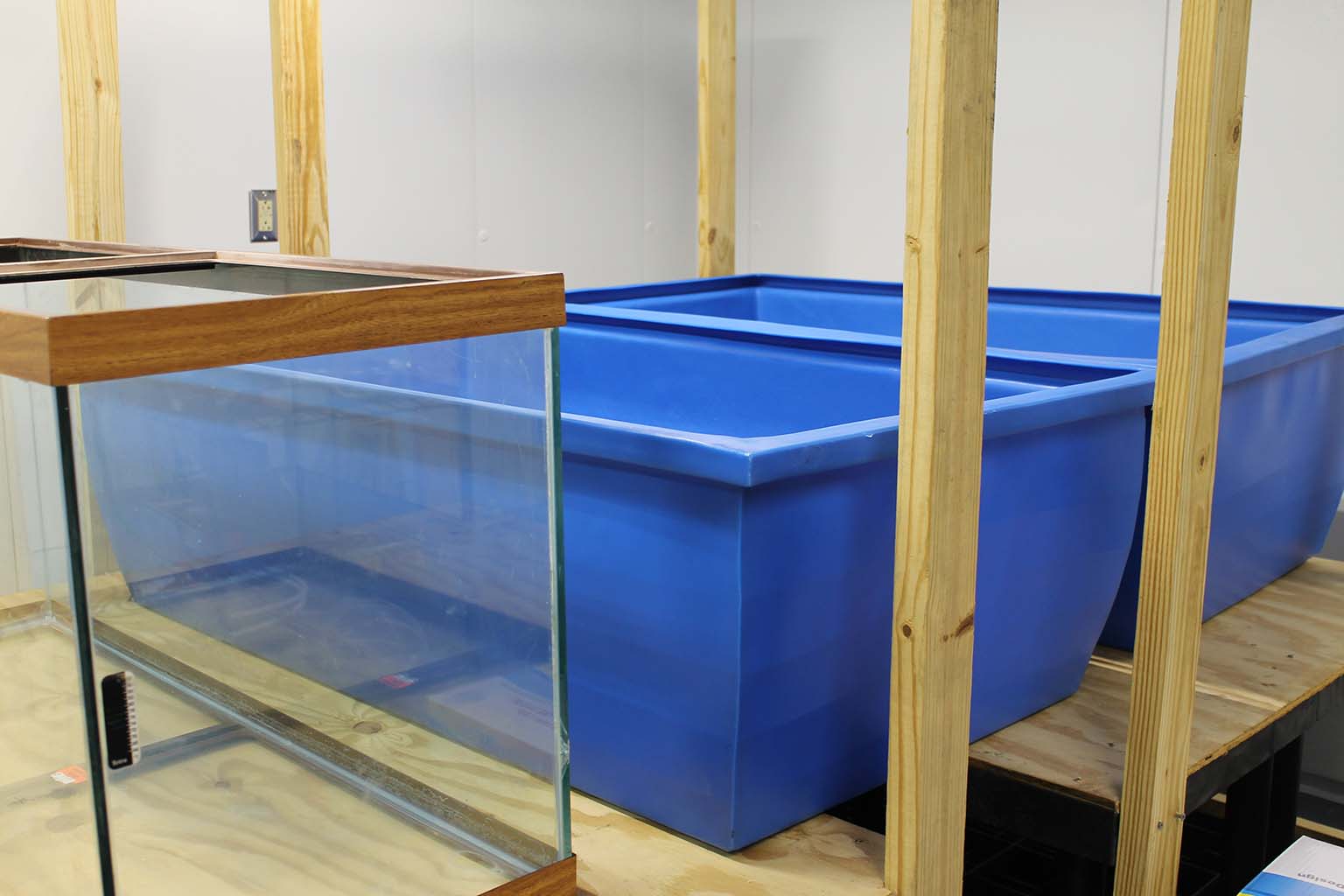 An empty "mother tank" (approxiately 50-gallon glass-sided aquarium tank) and two empty "experimental tanks" (long, blue plastic tubs slightly larger than the "mother tank") sit side-by-side on a plywood table.