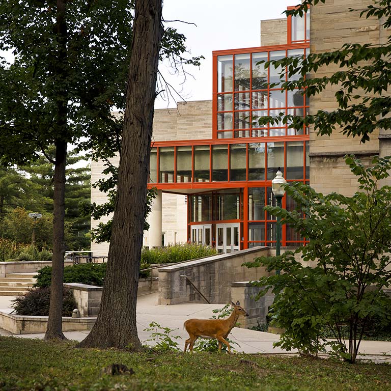 A white-tailed deer strolls by the Biology Building on the Indiana University Bloomington campus.