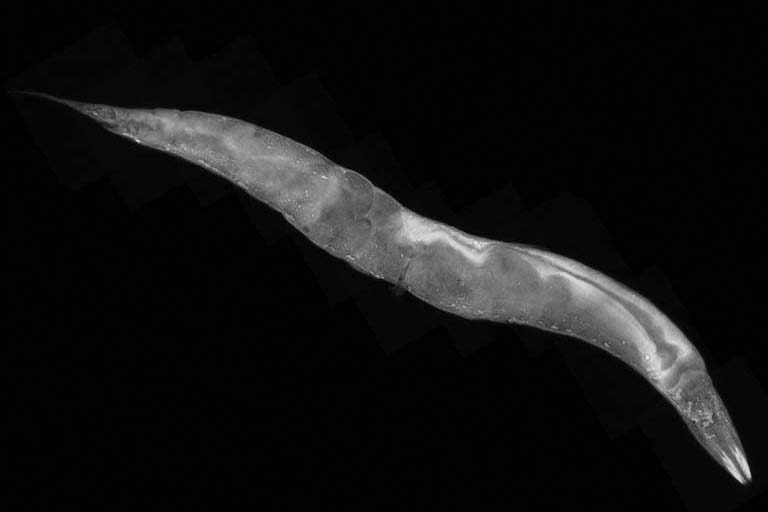 Caenorhabditis elegans, a species of nematode.