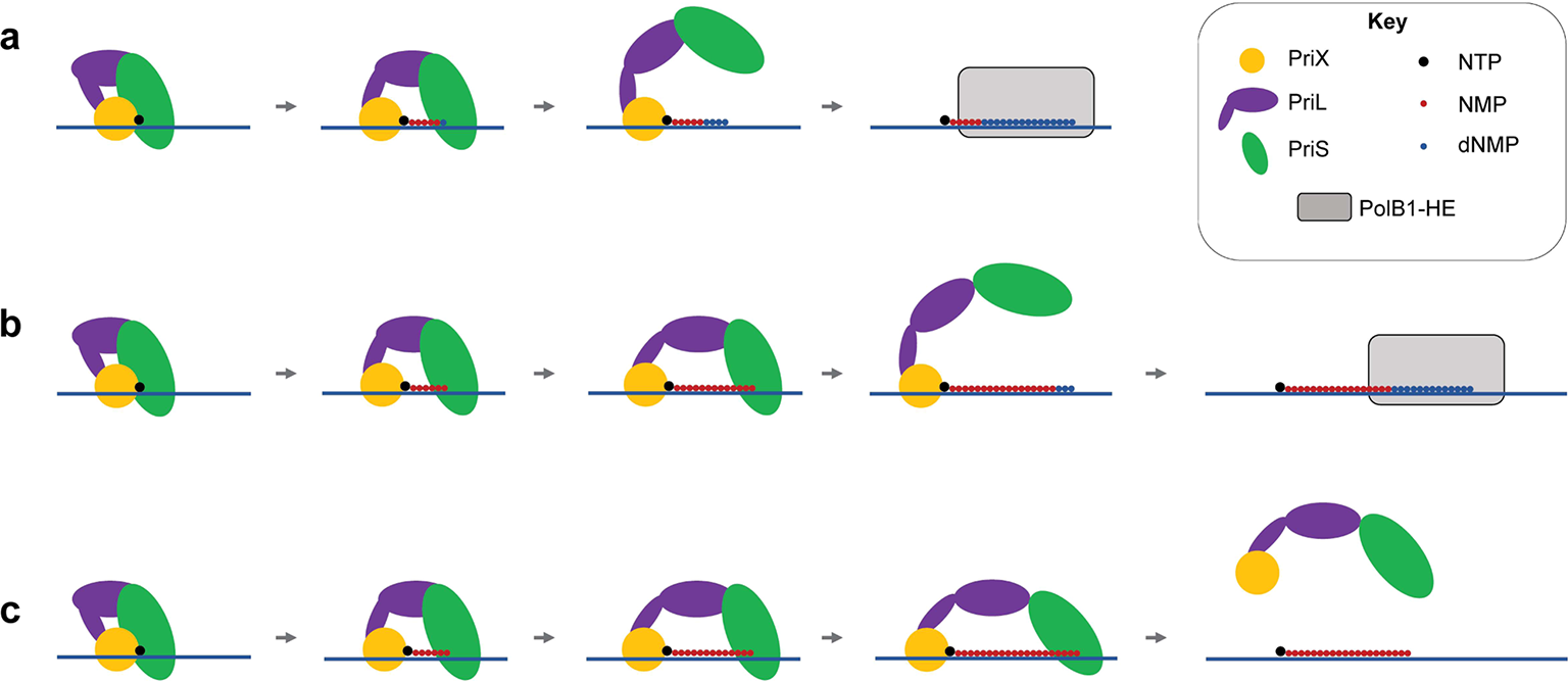 After primase initiates primer synthesis by RNA-synthesis, a favored stochastic deoxyribonucleotide incorporation switches primase to DNA-synthesis. This promotes primase disengagement from the primer and subsequent hand-off to replicative polymerase. Illustrations show process.