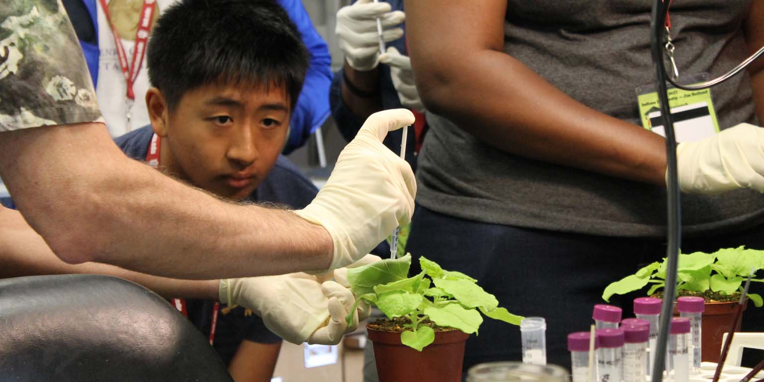 A student watches as Professor Roger Innes demonstrates how plant scientists transiently express genes in Nicotiana benthamiana, a relative of tobacco.