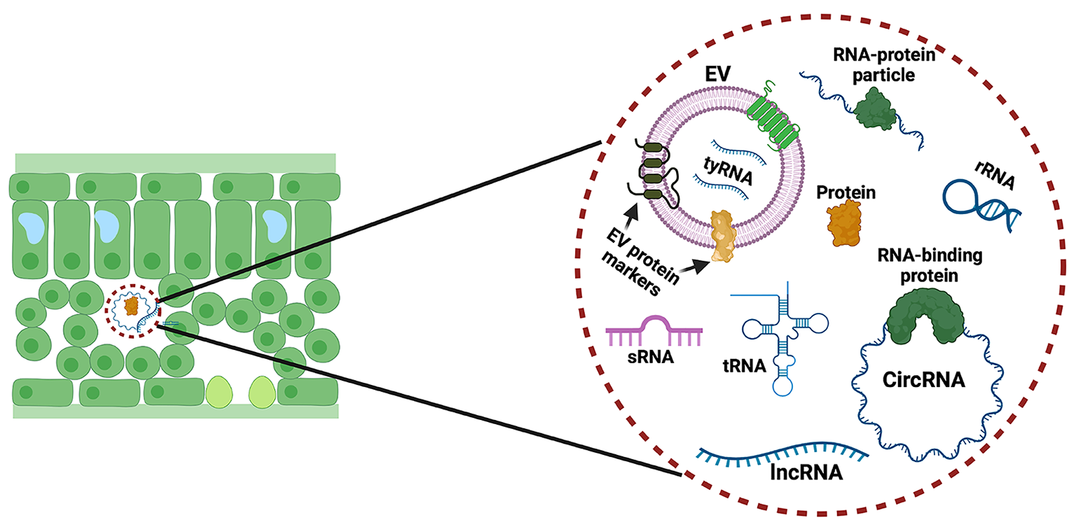 Illustration demonstrating plant cells secreting diverse RNA species—including small RNAs, long non-coding RNAs, and circular RNAs.