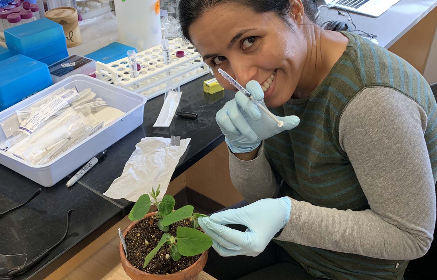 Hana Zand Karimi injecting soybean plant leaves with a bacterial pathogen to induce immune responses.