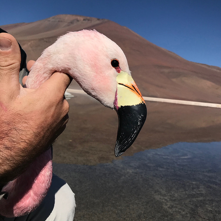 Face of the pink Andean Flamingo, its neck resting in the hand of the man holding the bird.