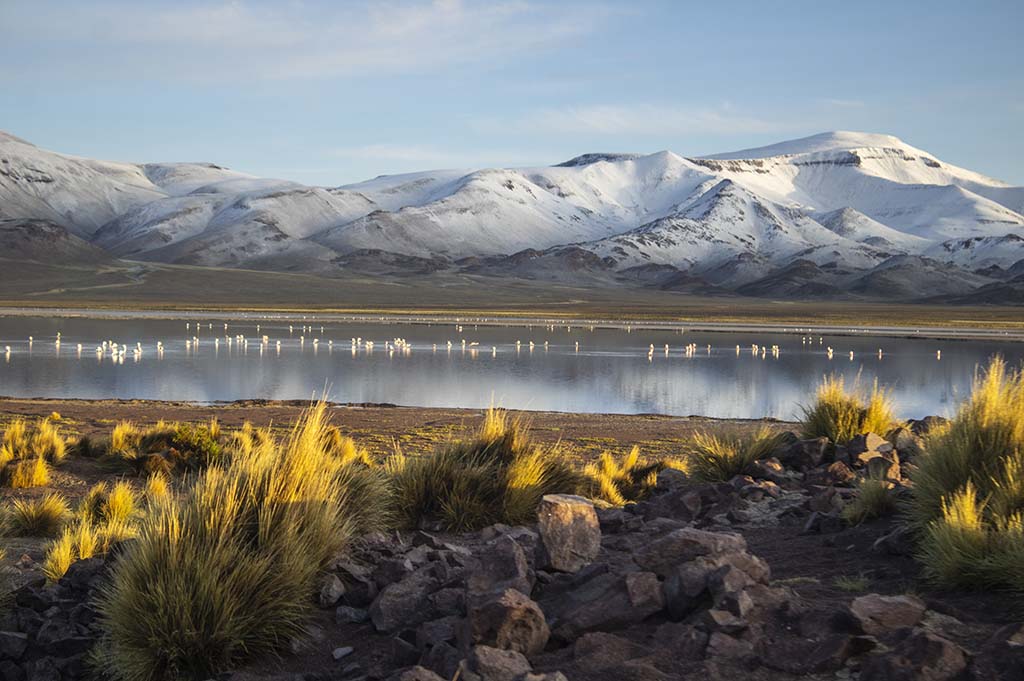 Over 100 flamingos spread out across Lake Vilama, high in the Andes Mountains in Argentina.