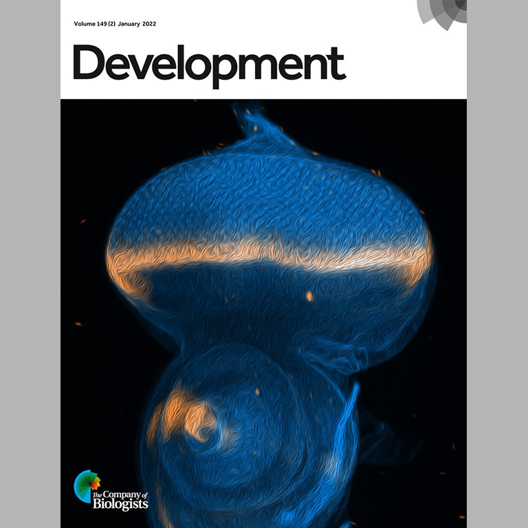 Drosophila eye-antennal disc image on the cover of the journal Development.
