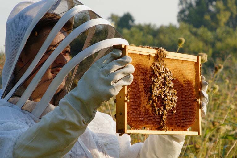 Undergraduate Jillian Lewis, donning a white beekeeper's suit and hood, holds up and examines a bee hive frame with comb and honey bees.