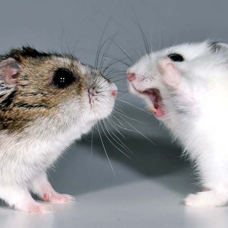 Two hamsters stand face-to-face.  The one on the right has raised its front left paw and has its mouth open, looking very aggressive.