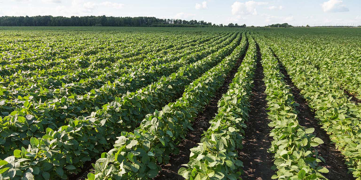 A field with rows and rows of young, green soybean plants. In the background is a thick stand of green-leafed trees, blue sky, and white clouds.