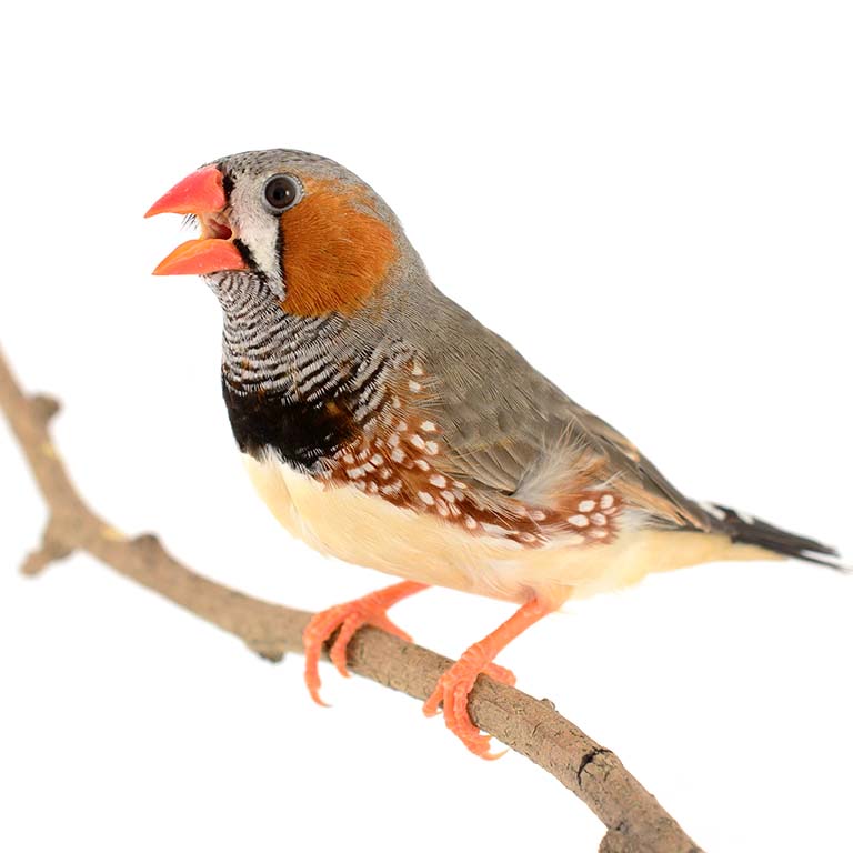 Zebra Finch, with mouth open, perching on a twig.
