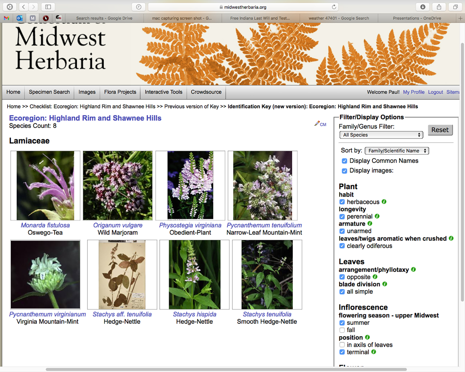 The 'Golden Key" on the Consortium of Midwest Herbaria website uses a check-off list of simple traits (right hand column) to reduce the original list of 1650 species. In this example, after clicking ten traits, eight candidate plant species remain in the resulting photo gallery (on left).