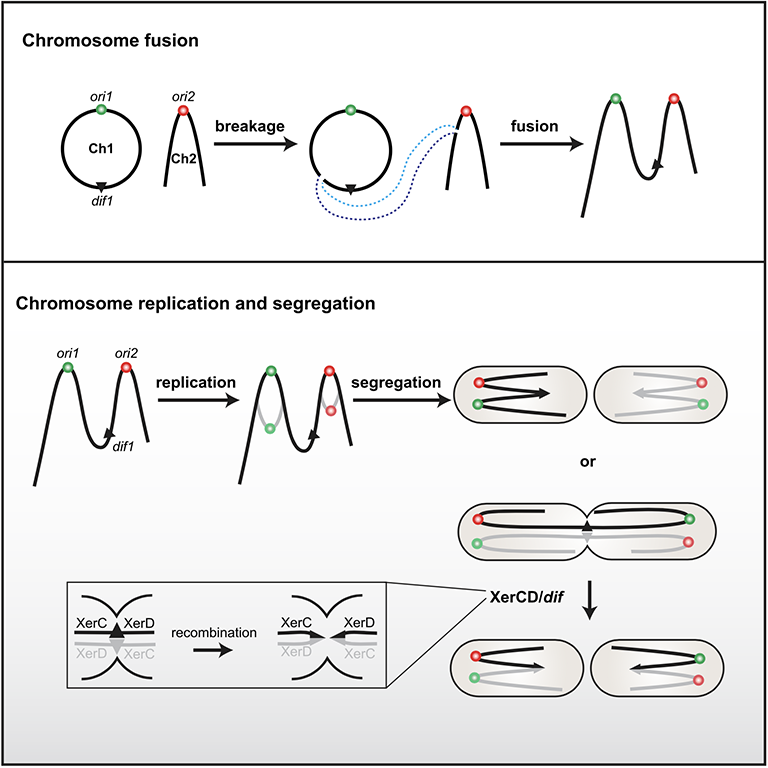 Figure showing chromosome fusion as well as chromosome replication and segregation.