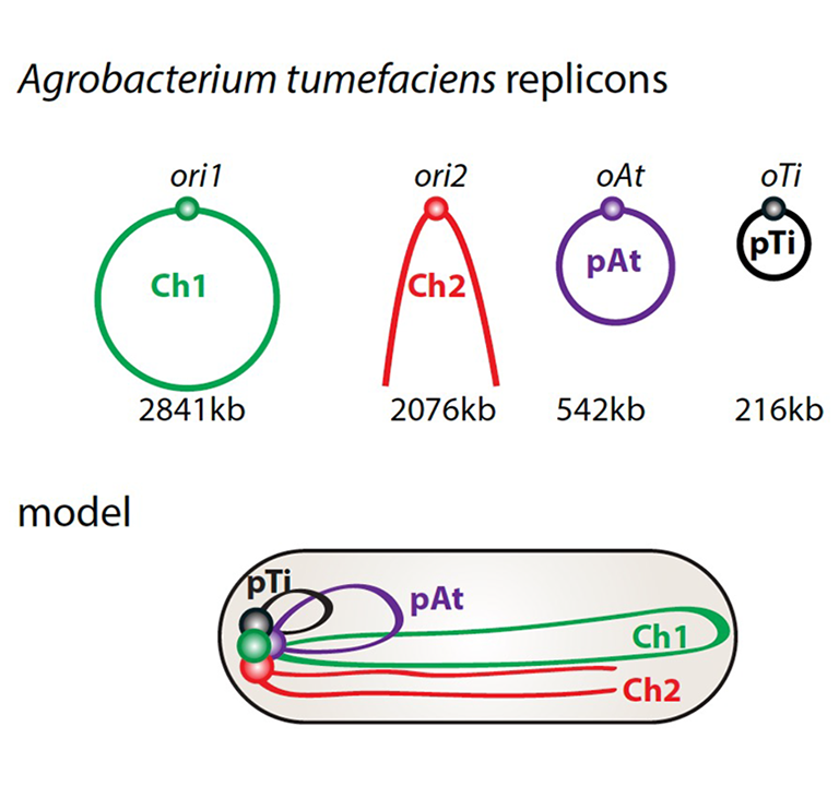 A model for genome organization and segregation in A. tumefaciens.  (image courtesy of Xindan Wang)