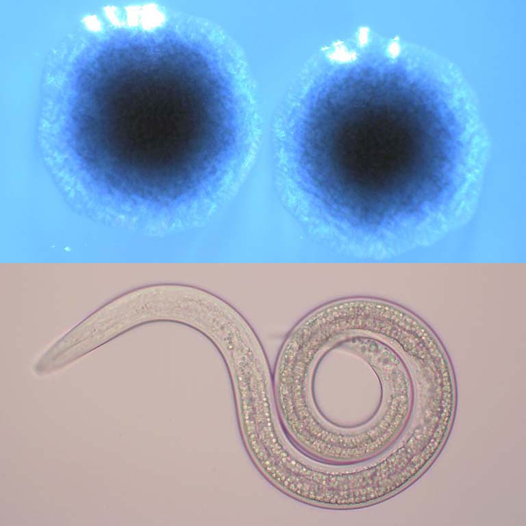 Top photo: 2 Xenorhabdus bovienii bacteria. Bottom photo: Steinernema nematode.