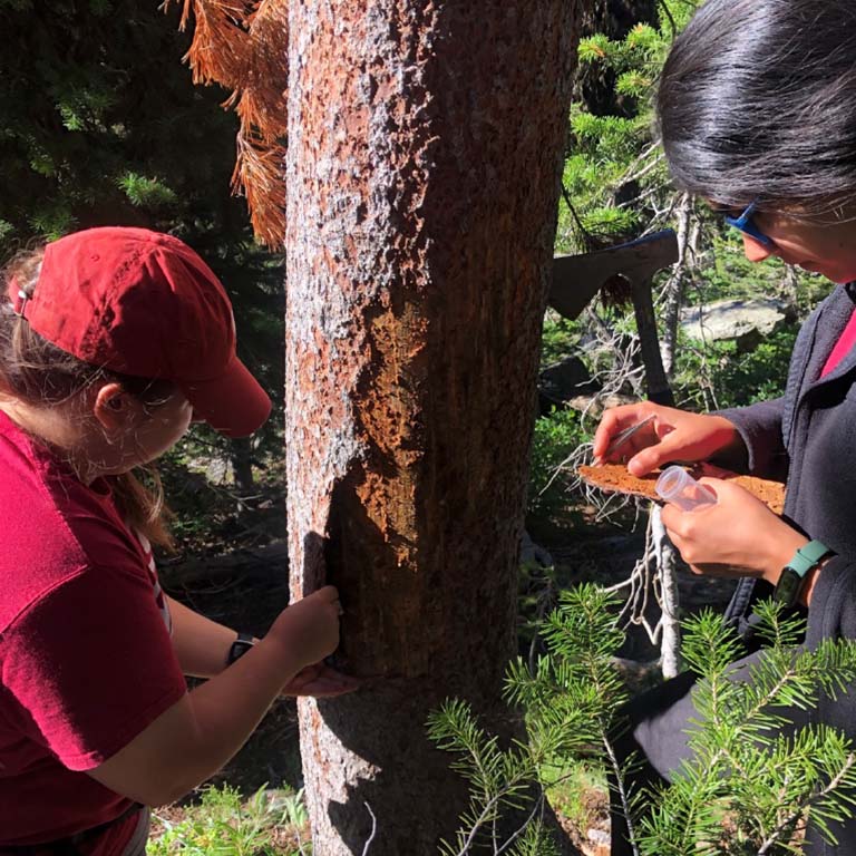 Two women look for beetles under the loose bark of a pine tree.