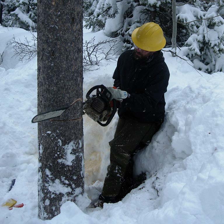 Ryan Bracewell, wearing goggles and a yellow helmet, uses a chainsaw to cut down a pine tree in a snow-covered forest.