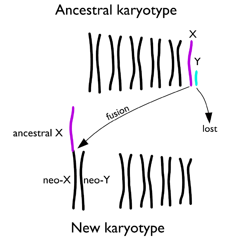 Diagram of a heteromorphic sex chromosome fusing to an autosome causing a neo-sex chromosome.