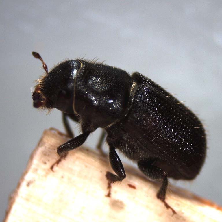 Mountain pine beetle.
