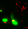 A Vibrio cholerae cell uses a dynamic type IV pilus (green) to take up DNA (red) from the environment.