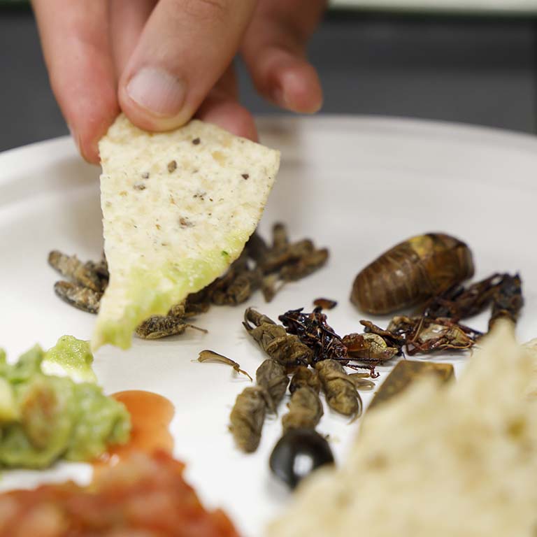 Samples of edible insects are seen on a plate. A hand holds a tortilla chip just dipped into guacamole sauce from the plate.