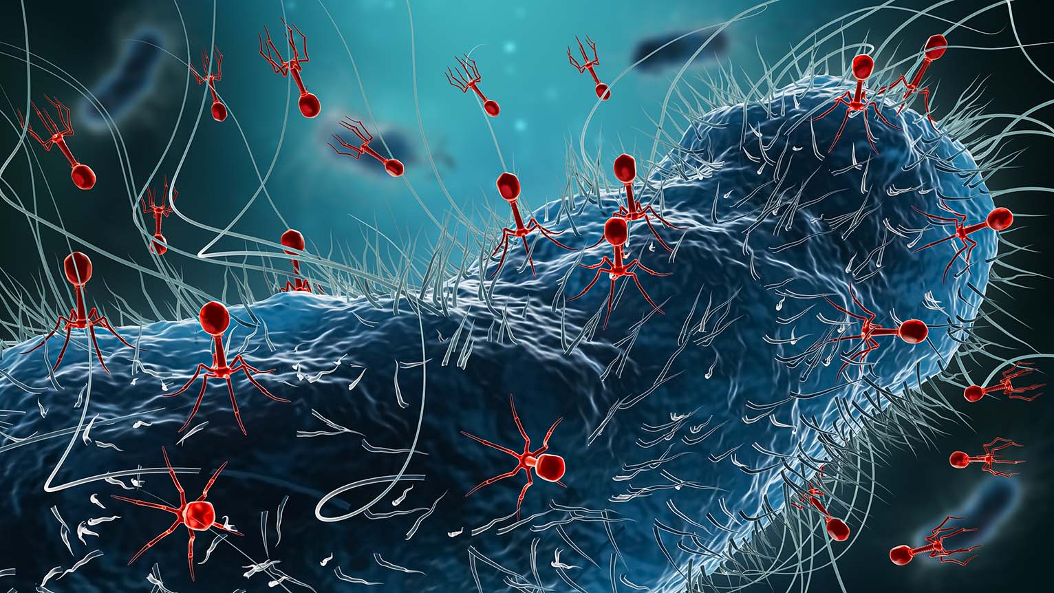 An illustration of a bacterium (blue) being infected by phages (red).
