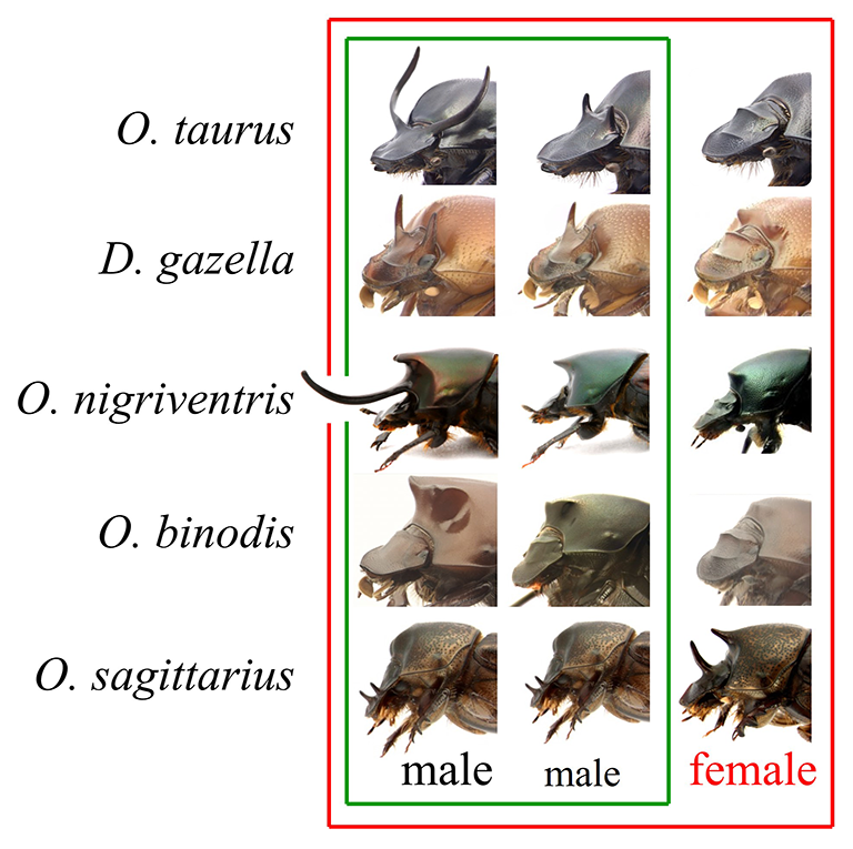 Chart comparing the horns on five different species of horned beetles illustrating diverse forms of condition-dependent development. The left and center column show the horn morphologies of males that experienced good compared to suboptimal feeding conditions. The far right column shows the corresponding morphology of well fed females.