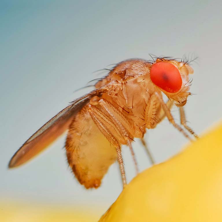Fruit fly (Drosophila melanogaster) on banana fruit surface.