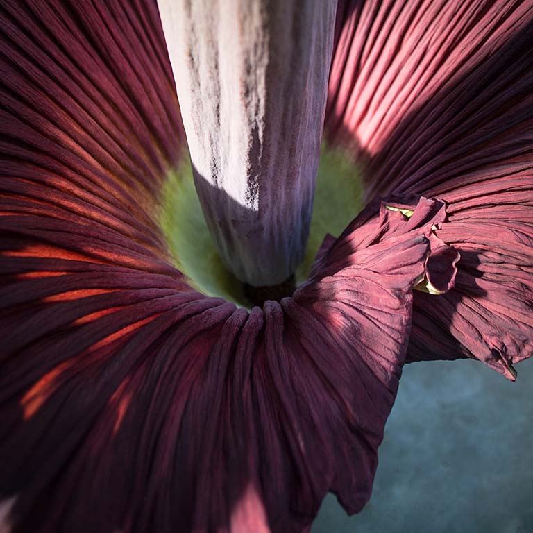 Looking down into the crimson interior of the unfurled spathe of the corpse plant bloom in 2016.