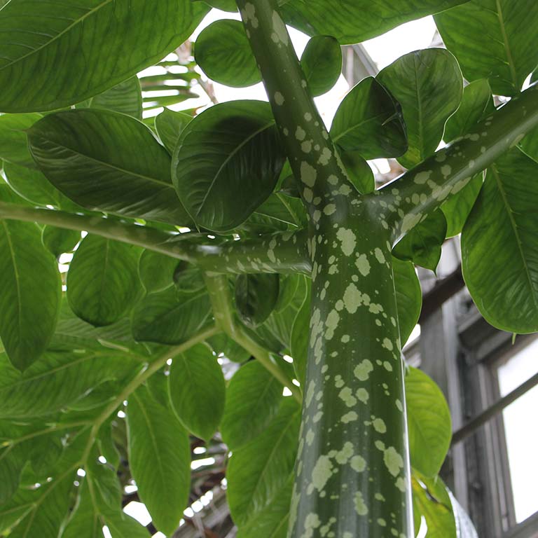 Looking upward into the canopy of the corpse plant leaf stage. Pale green spots are seen on the green stem of the giant leaf.