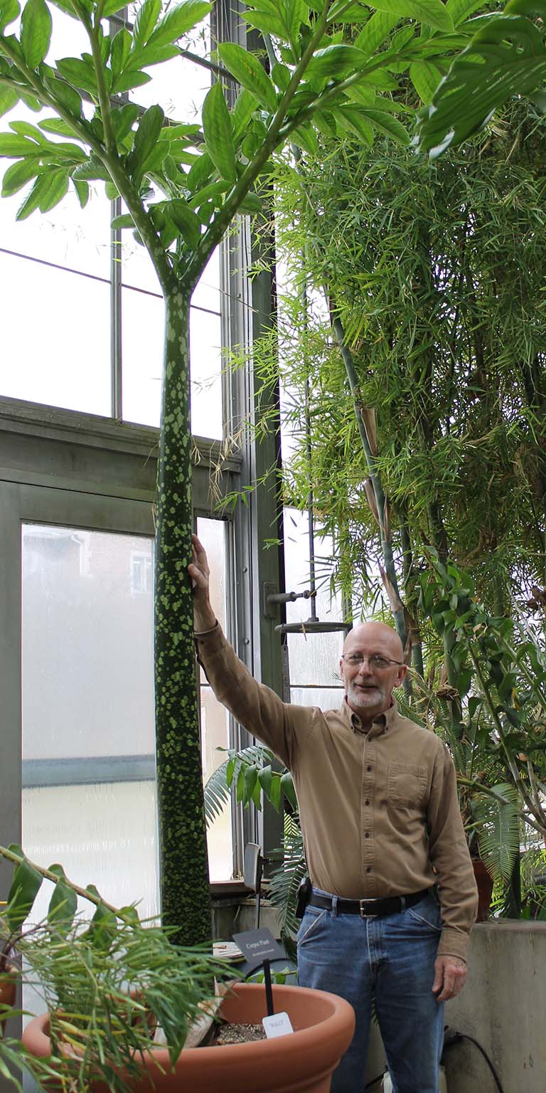Former greenhouse supervisor John Lemon stands next to the towering corpse plant "leaf."