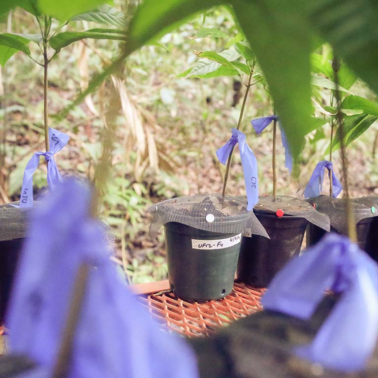 Cacao tree seedlings.