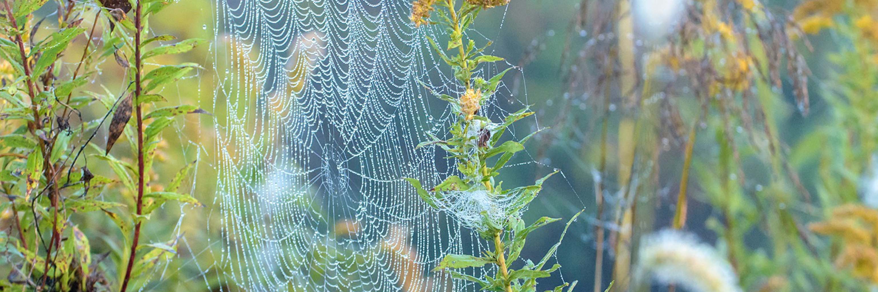 Morning dew highlights the doily-like spider web suspended among flowering goldenrods.