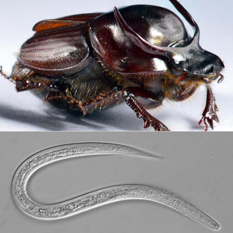 Taurus scarab (dung beetle) and Diplogastrellus nematode.