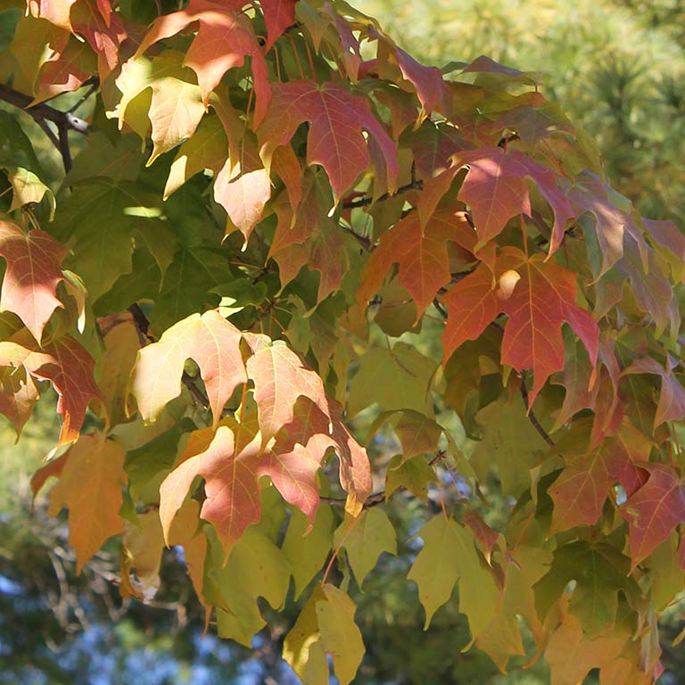 A few of the maple leaves on this tree have turned yellow and red--ushering in autumn.