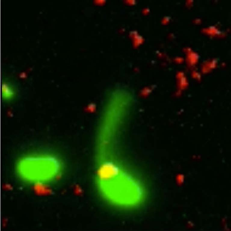 Step 2 of DNA uptake series:  A bacterium (stained green) extends its thin pilus toward the DNA pieces (stained red).
