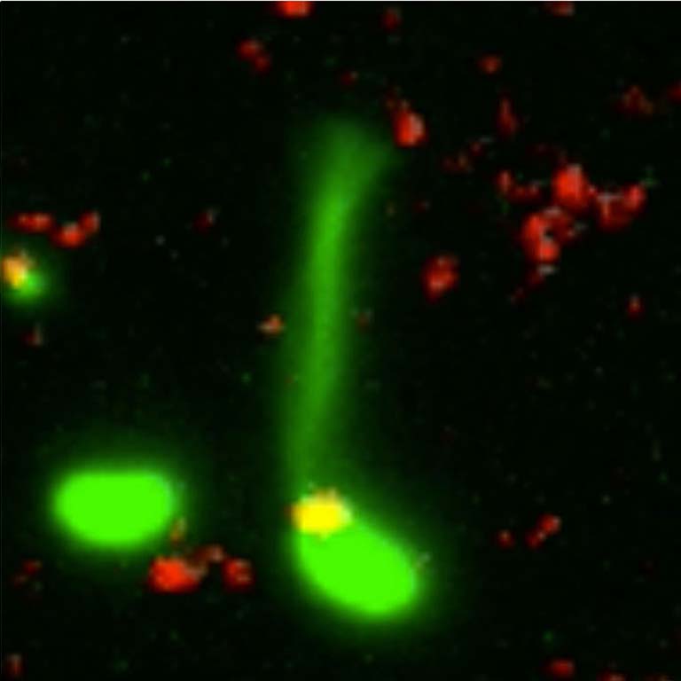 Step 3 of DNA uptake series:  A bacterium (stained green) stretches its thin pilus toward a piece of DNA (stained red).