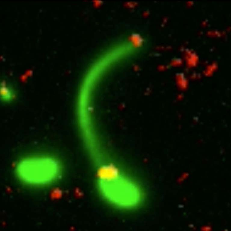 Step 4 of DNA uptake series:  A bacterium (stained green) grabs a piece of DNA (stained red) with its pilus.