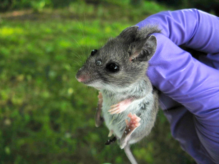 A researcher holds a white-footed mouse by the scruff of the neck as she prepares to remove the tick embedded on the mouse's face.